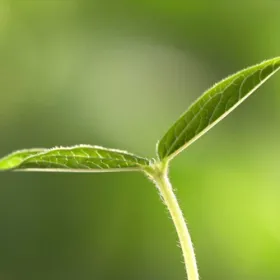 Agricultura