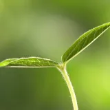 Agricultura