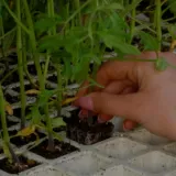 Hortícolas