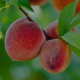 Árvores de fruto