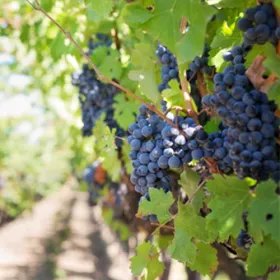 Vitivinicultura