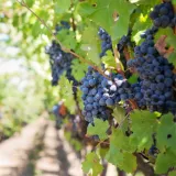 Vitivinicultura