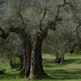 Oliveiras centenárias